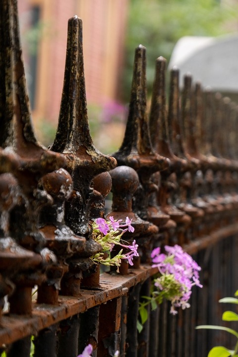 old rusted metal gate with purple flowers blooming in a st louis neighborhood