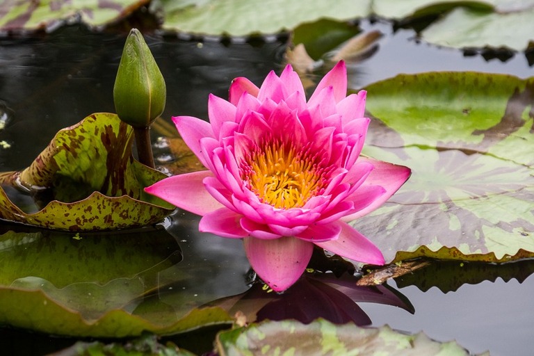 pink water lily in st louis missouri