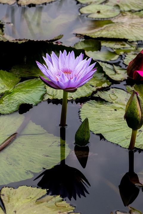 purple water lily in st louis missouri