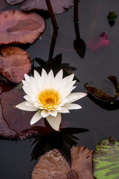white water lily in st louis missouri