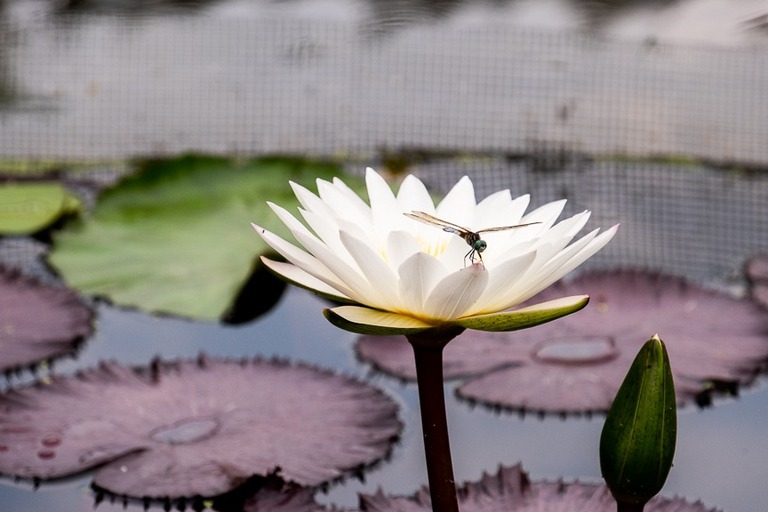 dragonfly on white water lily in st louis missouri