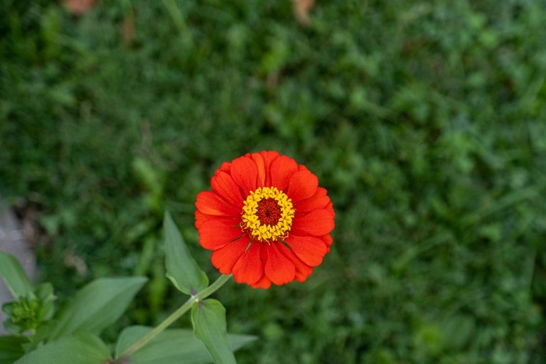 red flower in hermann missouri 