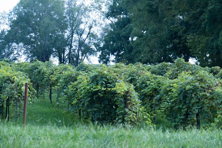 vineyards in hermann missouri 