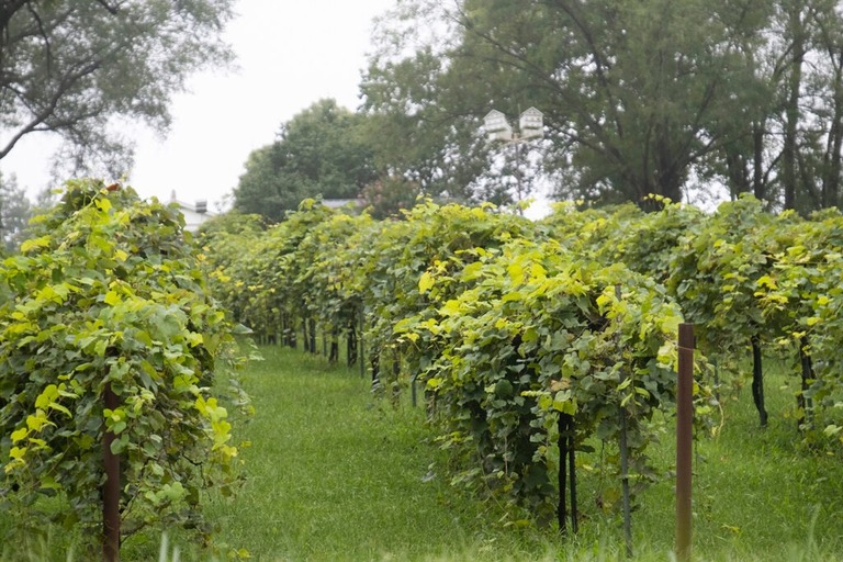 grapes vineyards in hermann missouri 