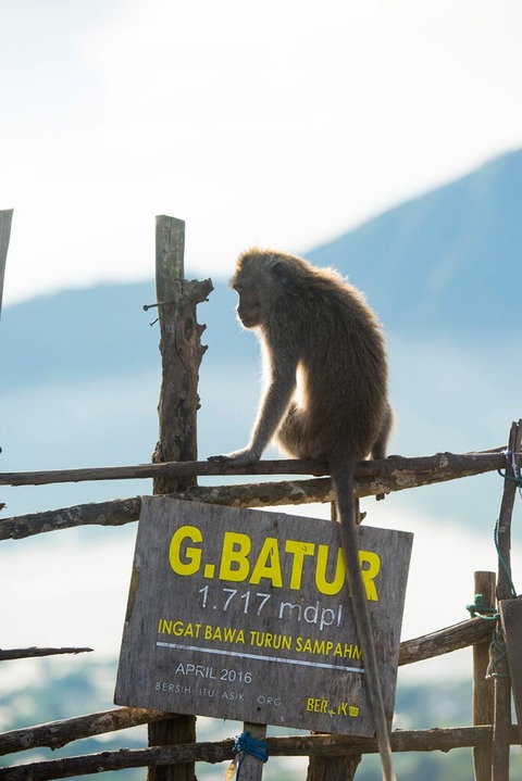 monkey perched on gates at the top of Mt. Batur in Bali Indonesia