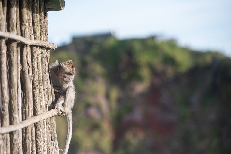 monkey looking for his next meal wide at he top of Mt. Batur