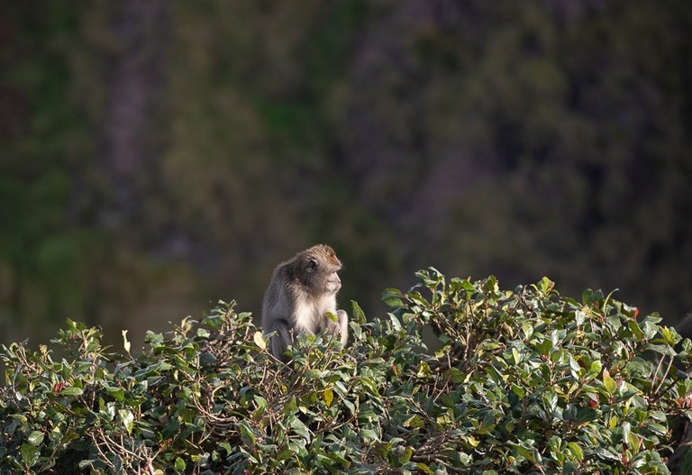 mountain monkey at the top of Mt. Batur