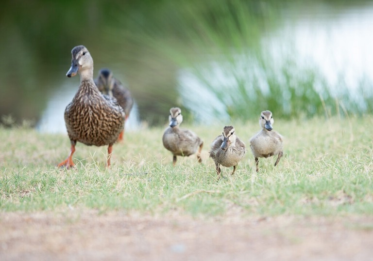 Tucson Spring Sibling Photos with Ducks!